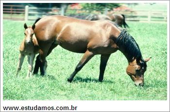 Quebra Cabeça Cavalos