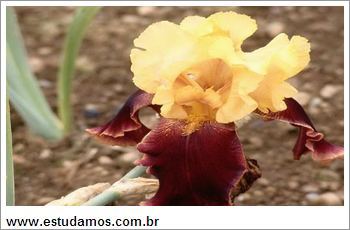 Quebra Cabeça Flor