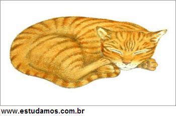 Quebra Cabeça Gato Dormindo