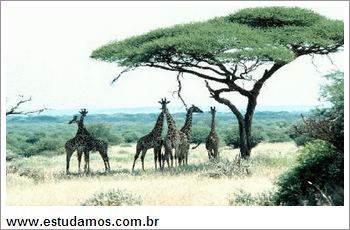 Quebra Cabeça Girafas